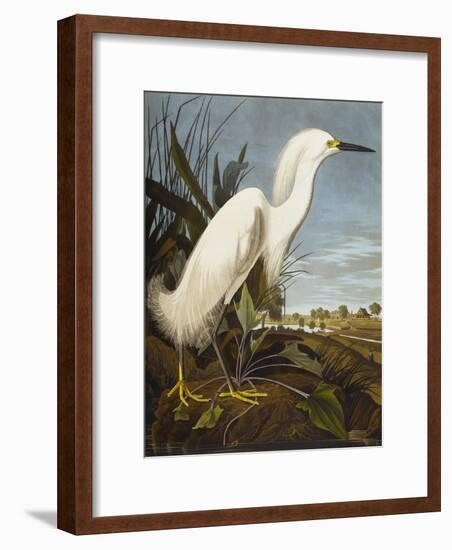 Snowy Heron or White Egret / Snowy Egret (Egretta Thula), Plate CCKLII, from 'The Birds of America'-John James Audubon-Framed Giclee Print