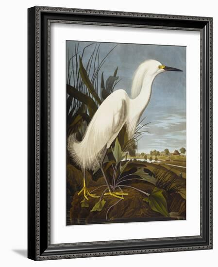 Snowy Heron or White Egret / Snowy Egret (Egretta Thula), Plate CCKLII, from 'The Birds of America'-John James Audubon-Framed Giclee Print