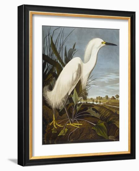 Snowy Heron or White Egret / Snowy Egret (Egretta Thula), Plate CCKLII, from 'The Birds of America'-John James Audubon-Framed Giclee Print