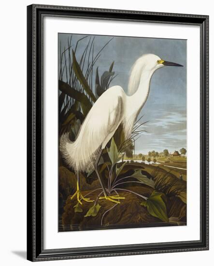 Snowy Heron or White Egret / Snowy Egret (Egretta Thula), Plate CCKLII, from 'The Birds of America'-John James Audubon-Framed Giclee Print