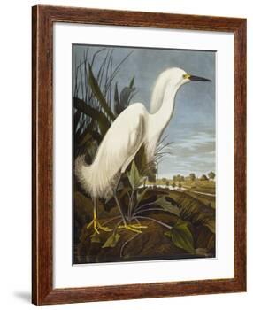 Snowy Heron or White Egret / Snowy Egret (Egretta Thula), Plate CCKLII, from 'The Birds of America'-John James Audubon-Framed Giclee Print