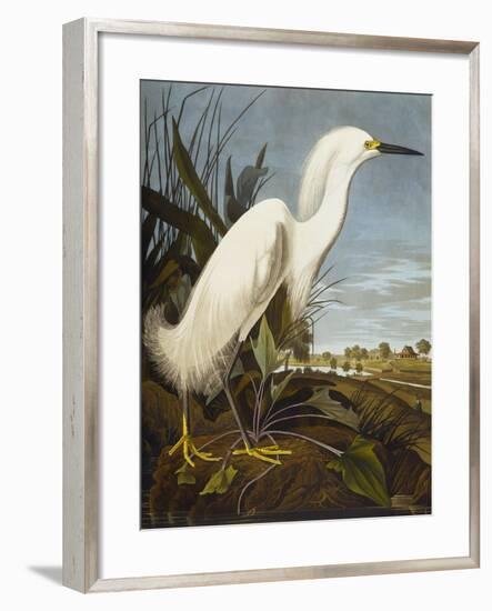 Snowy Heron or White Egret / Snowy Egret (Egretta Thula), Plate CCKLII, from 'The Birds of America'-John James Audubon-Framed Giclee Print