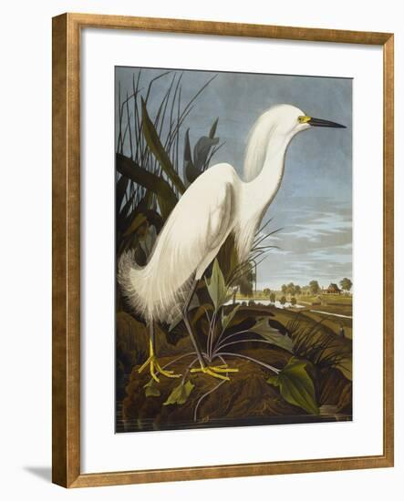 Snowy Heron or White Egret / Snowy Egret (Egretta Thula), Plate CCKLII, from 'The Birds of America'-John James Audubon-Framed Giclee Print