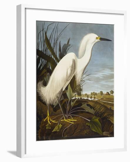 Snowy Heron or White Egret / Snowy Egret (Egretta Thula), Plate CCKLII, from 'The Birds of America'-John James Audubon-Framed Giclee Print