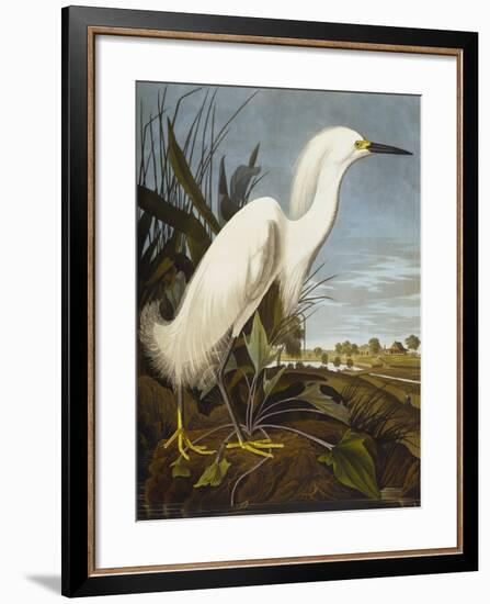 Snowy Heron or White Egret / Snowy Egret (Egretta Thula), Plate CCKLII, from 'The Birds of America'-John James Audubon-Framed Giclee Print