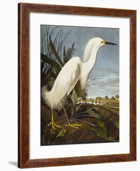 Snowy Heron or White Egret / Snowy Egret (Egretta Thula), Plate CCKLII, from 'The Birds of America'-John James Audubon-Framed Giclee Print