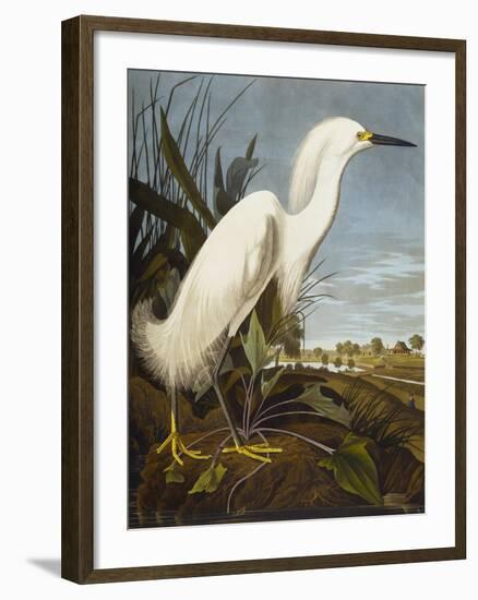 Snowy Heron or White Egret / Snowy Egret (Egretta Thula), Plate CCKLII, from 'The Birds of America'-John James Audubon-Framed Giclee Print