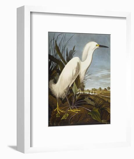 Snowy Heron or White Egret / Snowy Egret (Egretta Thula), Plate CCKLII, from 'The Birds of America'-John James Audubon-Framed Premium Giclee Print