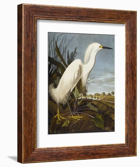 Snowy Heron or White Egret / Snowy Egret (Egretta Thula), Plate CCKLII, from 'The Birds of America'-John James Audubon-Framed Premium Giclee Print