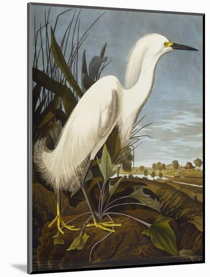 Snowy Heron or White Egret / Snowy Egret (Egretta Thula), Plate CCKLII, from 'The Birds of America'-John James Audubon-Mounted Premium Giclee Print