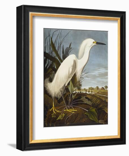 Snowy Heron or White Egret / Snowy Egret (Egretta Thula), Plate CCKLII, from 'The Birds of America'-John James Audubon-Framed Premium Giclee Print