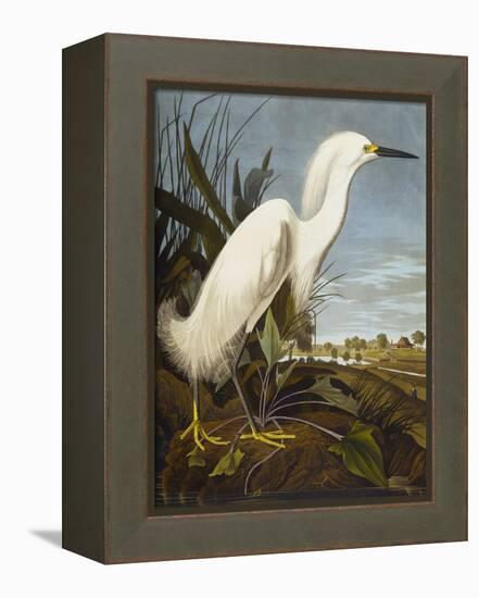 Snowy Heron or White Egret / Snowy Egret (Egretta Thula), Plate CCKLII, from 'The Birds of America'-John James Audubon-Framed Premier Image Canvas