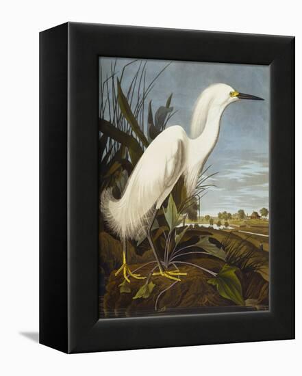 Snowy Heron or White Egret / Snowy Egret (Egretta Thula), Plate CCKLII, from 'The Birds of America'-John James Audubon-Framed Premier Image Canvas