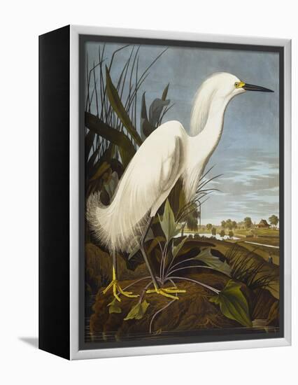 Snowy Heron or White Egret / Snowy Egret (Egretta Thula), Plate CCKLII, from 'The Birds of America'-John James Audubon-Framed Premier Image Canvas