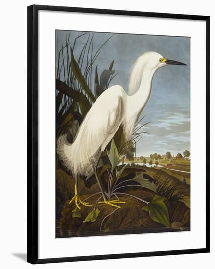 Snowy Heron or White Egret / Snowy Egret (Egretta Thula), Plate CCKLII, from 'The Birds of America'-John James Audubon-Framed Giclee Print