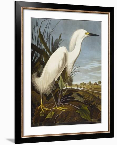 Snowy Heron or White Egret / Snowy Egret (Egretta Thula), Plate CCKLII, from 'The Birds of America'-John James Audubon-Framed Giclee Print