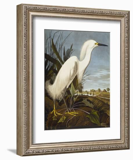 Snowy Heron or White Egret / Snowy Egret (Egretta Thula), Plate CCKLII, from 'The Birds of America'-John James Audubon-Framed Giclee Print