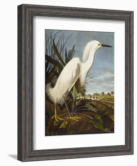 Snowy Heron or White Egret / Snowy Egret (Egretta Thula), Plate CCKLII, from 'The Birds of America'-John James Audubon-Framed Giclee Print