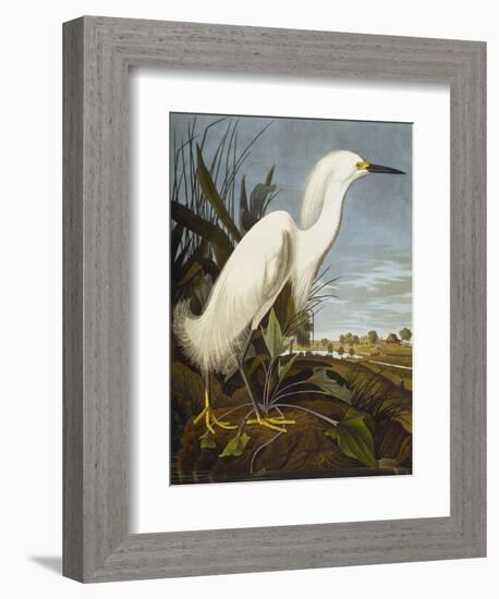 Snowy Heron or White Egret / Snowy Egret (Egretta Thula), Plate CCKLII, from 'The Birds of America'-John James Audubon-Framed Giclee Print