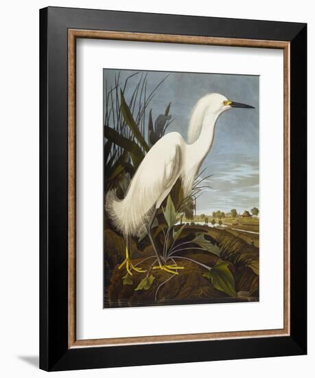 Snowy Heron or White Egret / Snowy Egret (Egretta Thula), Plate CCKLII, from 'The Birds of America'-John James Audubon-Framed Giclee Print