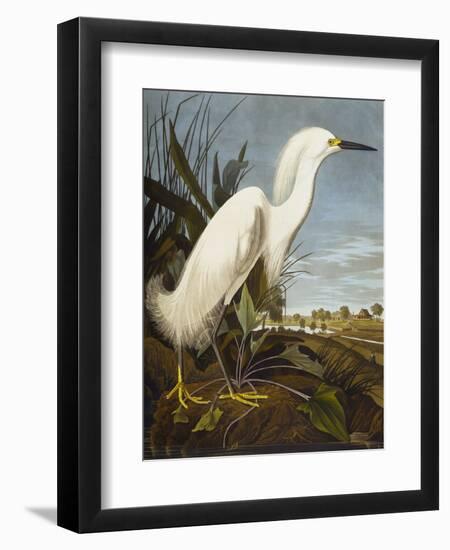 Snowy Heron or White Egret / Snowy Egret (Egretta Thula), Plate CCKLII, from 'The Birds of America'-John James Audubon-Framed Giclee Print