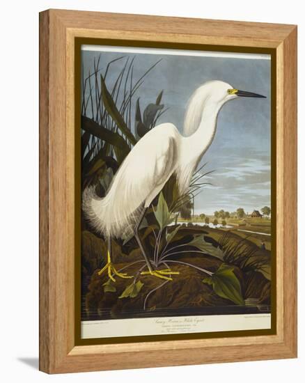 Snowy Heron or White Egret / Snowy Egret-John James Audubon-Framed Premier Image Canvas