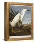 Snowy Heron or White Egret / Snowy Egret-John James Audubon-Framed Premier Image Canvas