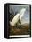 Snowy Heron or White Egret / Snowy Egret-John James Audubon-Framed Premier Image Canvas