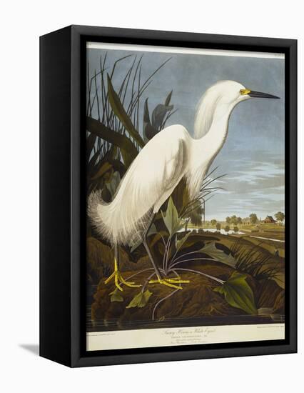 Snowy Heron or White Egret / Snowy Egret-John James Audubon-Framed Premier Image Canvas