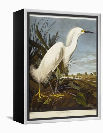 Snowy Heron or White Egret / Snowy Egret-John James Audubon-Framed Premier Image Canvas