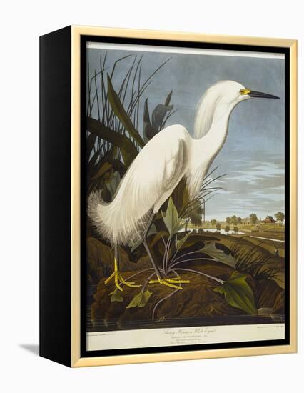 Snowy Heron or White Egret / Snowy Egret-John James Audubon-Framed Premier Image Canvas