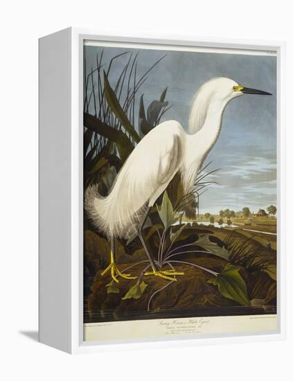 Snowy Heron or White Egret / Snowy Egret-John James Audubon-Framed Premier Image Canvas