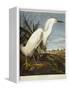Snowy Heron or White Egret / Snowy Egret-John James Audubon-Framed Premier Image Canvas