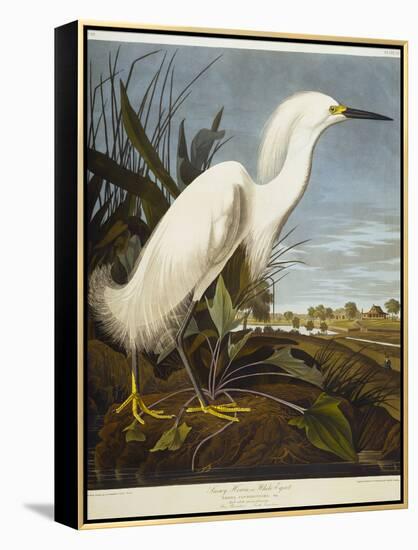 Snowy Heron or White Egret / Snowy Egret-John James Audubon-Framed Premier Image Canvas