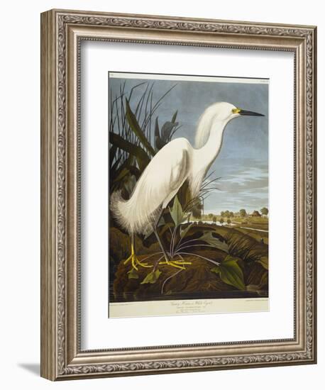 Snowy Heron or White Egret / Snowy Egret-John James Audubon-Framed Premium Giclee Print