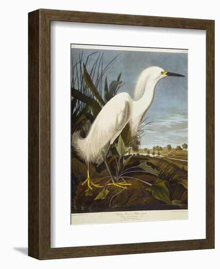 Snowy Heron or White Egret / Snowy Egret-John James Audubon-Framed Premium Giclee Print