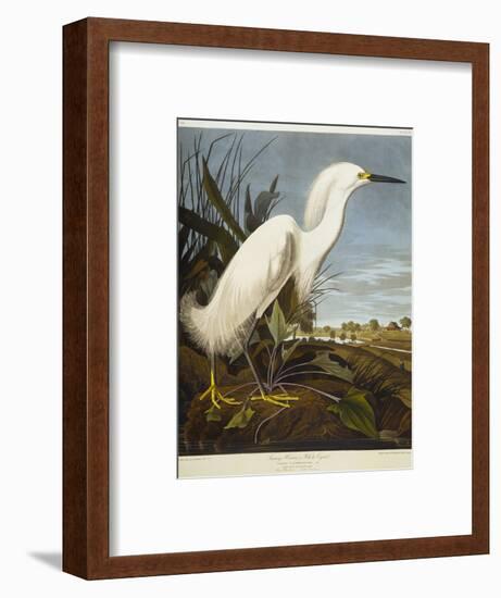 Snowy Heron or White Egret / Snowy Egret-John James Audubon-Framed Premium Giclee Print