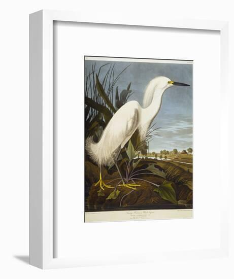 Snowy Heron or White Egret / Snowy Egret-John James Audubon-Framed Premium Giclee Print