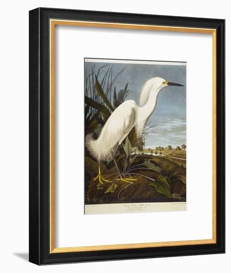 Snowy Heron or White Egret / Snowy Egret-John James Audubon-Framed Premium Giclee Print