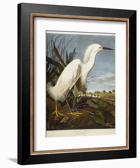 Snowy Heron or White Egret / Snowy Egret-John James Audubon-Framed Premium Giclee Print