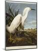 Snowy Heron or White Egret / Snowy Egret-John James Audubon-Mounted Premium Giclee Print