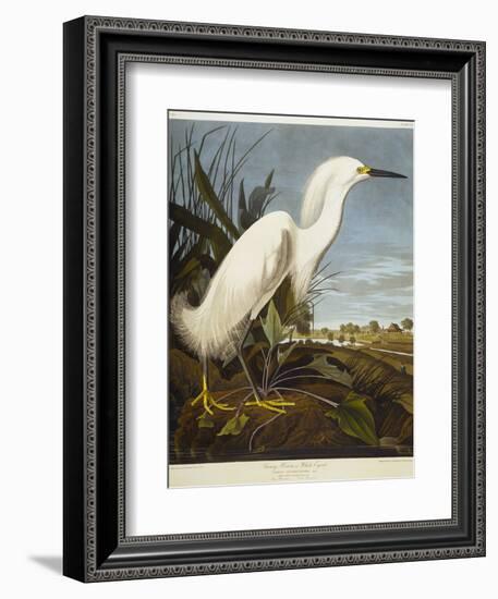 Snowy Heron or White Egret / Snowy Egret-John James Audubon-Framed Premium Giclee Print