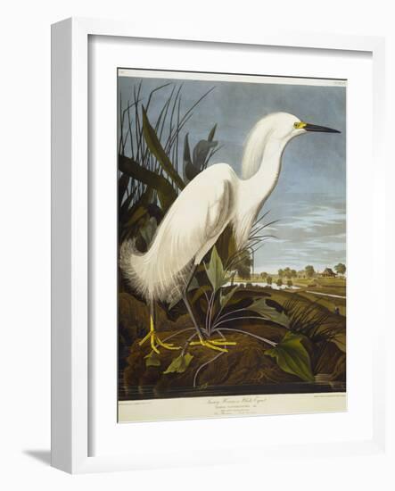 Snowy Heron or White Egret / Snowy Egret-John James Audubon-Framed Premium Giclee Print