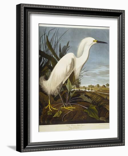 Snowy Heron or White Egret / Snowy Egret-John James Audubon-Framed Premium Giclee Print