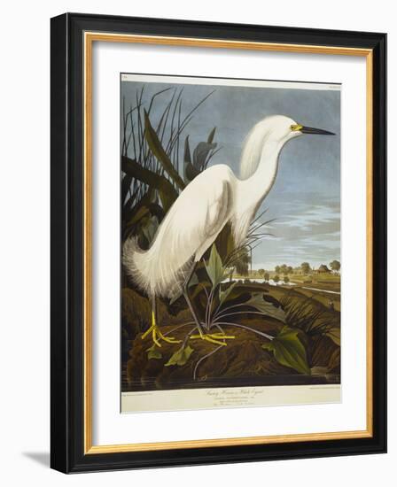 Snowy Heron or White Egret / Snowy Egret-John James Audubon-Framed Premium Giclee Print