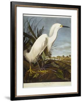 Snowy Heron or White Egret / Snowy Egret-John James Audubon-Framed Premium Giclee Print