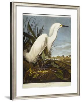 Snowy Heron or White Egret / Snowy Egret-John James Audubon-Framed Premium Giclee Print