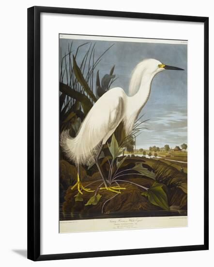 Snowy Heron or White Egret / Snowy Egret-John James Audubon-Framed Premium Giclee Print