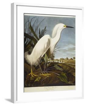 Snowy Heron or White Egret / Snowy Egret-John James Audubon-Framed Premium Giclee Print