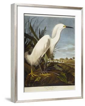 Snowy Heron or White Egret / Snowy Egret-John James Audubon-Framed Premium Giclee Print